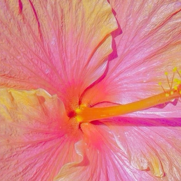 pestey0126